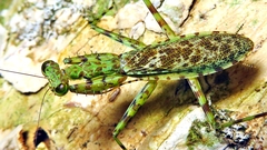 Liturgusidae