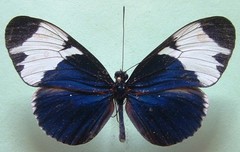Heliconius sapho leuce