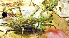 Liturgusidae