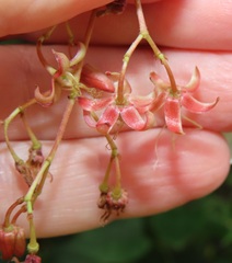 Tacazzea apiculata