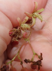 Tacazzea apiculata