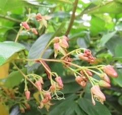 Tacazzea apiculata
