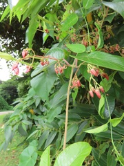 Tacazzea apiculata