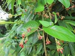Tacazzea apiculata