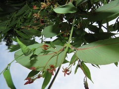 Tacazzea apiculata