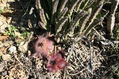 Stapelia hirsuta