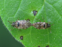 Hyalochilus ovatulus