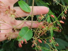 Tacazzea apiculata