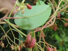 Tacazzea apiculata