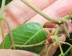 Tacazzea apiculata