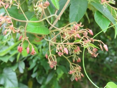Tacazzea apiculata
