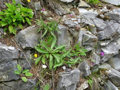 Carduus defloratus defloratus