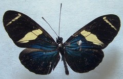 Heliconius sara fulgidus