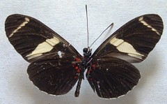 Heliconius sara fulgidus