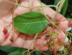 Tacazzea apiculata