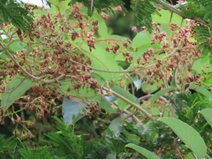 Tacazzea apiculata