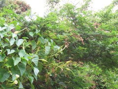Tacazzea apiculata
