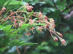 Tacazzea apiculata