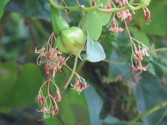 Tacazzea apiculata