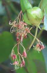 Tacazzea apiculata