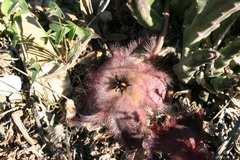 Stapelia hirsuta