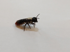 Megachile chrysorrhoea