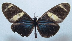 Heliconius sara fulgidus