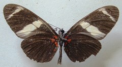 Heliconius sara fulgidus