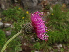 Carduus defloratus defloratus