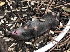 Blarina brevicauda