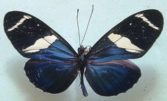 Heliconius sara fulgidus
