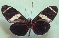 Heliconius sara fulgidus