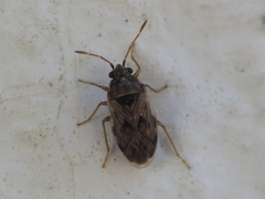 Hyalochilus ovatulus