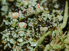 Cladonia diversa
