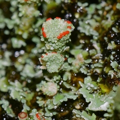 Cladonia diversa