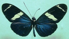 Heliconius sara fulgidus
