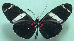 Heliconius sara fulgidus