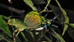 Arcas imperialis