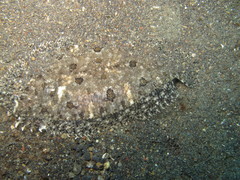 Asterorhombus intermedius