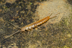 Coletinia