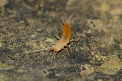 Coletinia