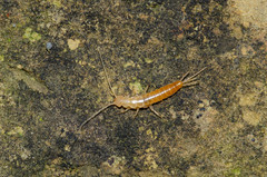 Coletinia