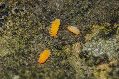 Bilobella aurantiaca