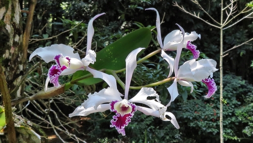 Crispa Cattleya