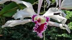 Cattleya