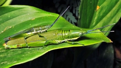 Copiocerinae