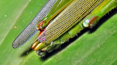 Copiocerinae