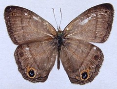 Cissia pompilia