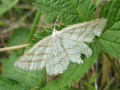 Perconia strigillaria