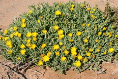 Malephora latipetala
